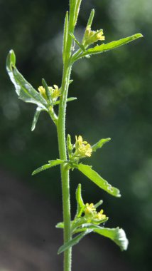 Sisymbrium officinale yazın doğada büyür.