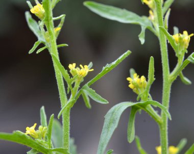Sisymbrium officinale yazın doğada büyür.