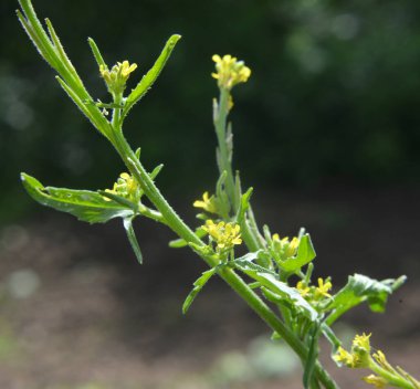 Sisymbrium officinale yazın doğada büyür.