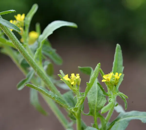 stock image Sisymbrium officinale grows wild in nature in summer