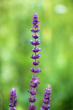 Sage (salvia nemorosa) yabani otların arasında yetişir.