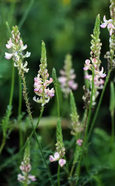 Stock image In the meadow among wild grasses blooms sainfoin (onobrychis).