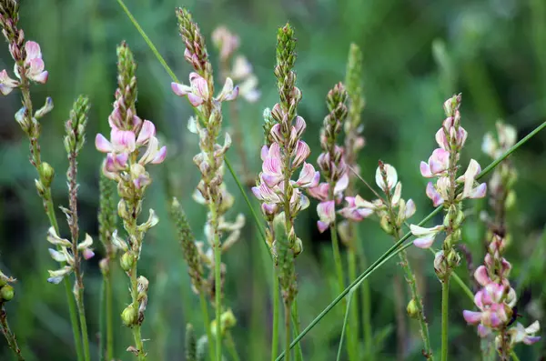 stock image In the meadow among wild grasses blooms sainfoin (onobrychis).