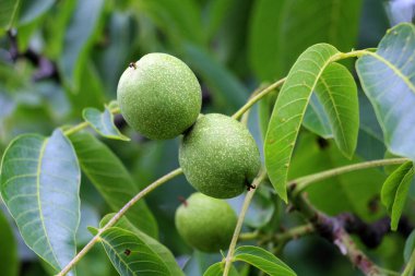 Yumuşak derili yeşil, olgunlaşmamış bir ceviz bir ağaç dalında yetişir.
