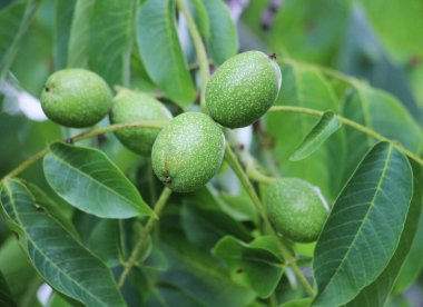 Yumuşak derili yeşil, olgunlaşmamış bir ceviz bir ağaç dalında yetişir.