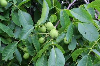 Yumuşak derili yeşil, olgunlaşmamış bir ceviz bir ağaç dalında yetişir.