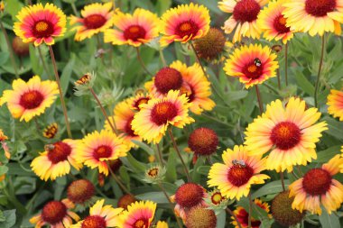 Dolu çiçekleri yazın bahçede açar.