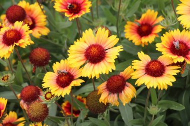 Dolu çiçekleri yazın bahçede açar.