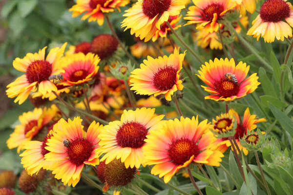 Летом в саду цветут цветы Хайлардии