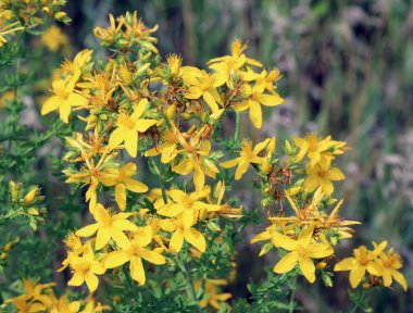 Vahşi doğada ormanda hiperikum performansı açar. 