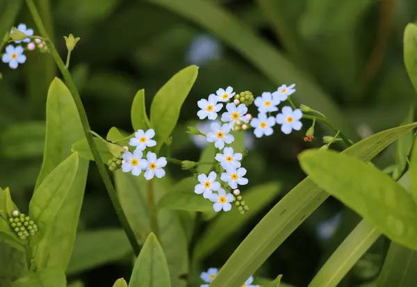 Stock image The forget-me-not swamp (Myosotis scorpioides) grows in the wild on the banks of the reservoir