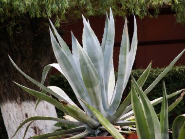 Agave peyzaj tasarımında süs bitkisi olarak kullanılır.