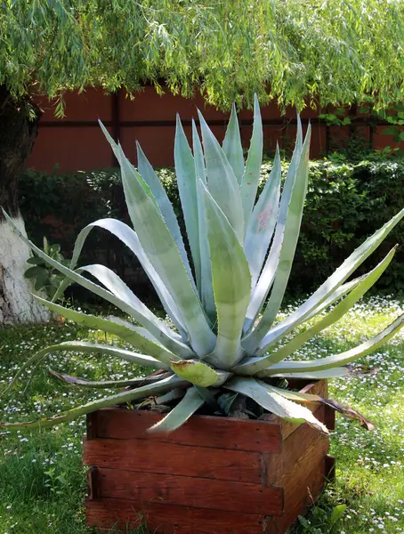 stock image Agave is used as an ornamental plant in landscape design