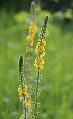 Vahşi otların arasında yaz mevsimi, tarımsal ekvatorya çiçekleri açıyor.