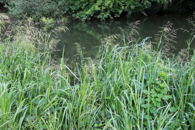 Nehrin kıyısında ve sularda, yem tanecikli gliseria maxima yetişir.