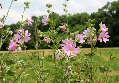 Malva thuringiaca (Lavatera thuringiaca) blooms in the wild clipart