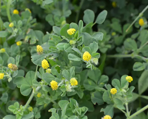 stock image In the meadow in the wild blooms alfalfa hop (Medicago lupulina)