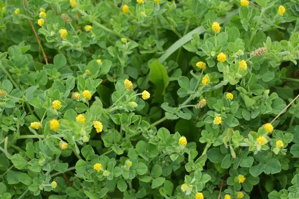 stock image In the meadow in the wild blooms alfalfa hop (Medicago lupulina)