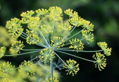 Bahçedeki açık arazide dereotu yetişir (Anethum Graveolens)