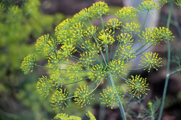 stock image In the open ground in the garden grows dill (Anethum graveolens)