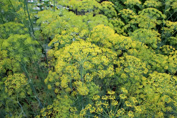 stock image In the open ground in the garden grows dill (Anethum graveolens)