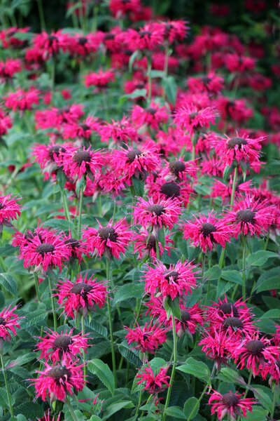 In summer in the garden red flowers in bloom monarda 