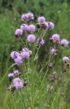 Vahşi doğadaki otların arasında büyüyen ve açan devedikeni tarlası (Cirsium arvense)