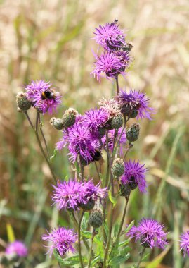 Cornflower (Centaurea scabiosa) blooms among wild grasses in summer clipart