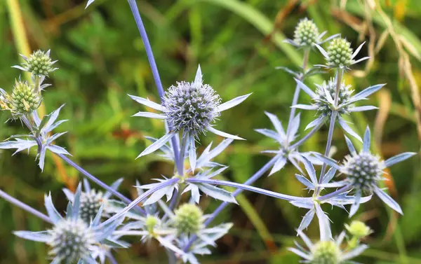 stock image In summer, eryngium planum grows in the wild