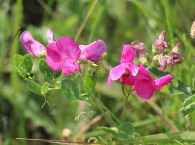 Yazın, Lathyrus tüberosus tarladaki otların arasında yetişir.