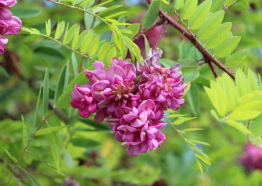 Pembe çiçekli akasya (Robinia viscosa) yazın bahçede çiçek açar