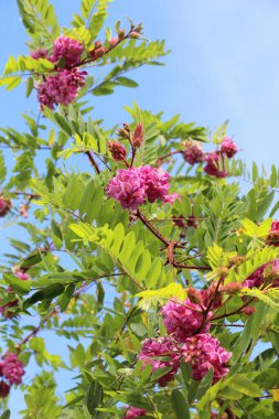 Pembe çiçekli akasya (Robinia viscosa) yazın bahçede çiçek açar