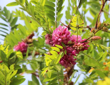 Pembe çiçekli akasya (Robinia viscosa) yazın bahçede çiçek açar