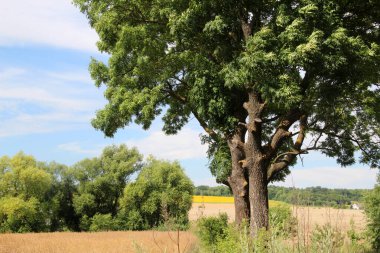Yaz panoramik kırsal arazide tarlalar ve hasatlar