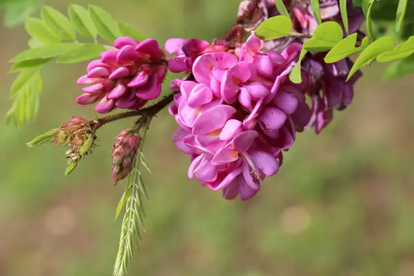 stock image Acacia with pink flowers (Robinia viscosa) blooms in the garden in summer