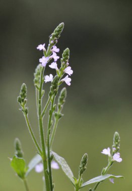 İlaç bitkisi Verbena officinalis vahşi doğada yetişir.