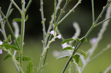 İlaç bitkisi Verbena officinalis vahşi doğada yetişir.