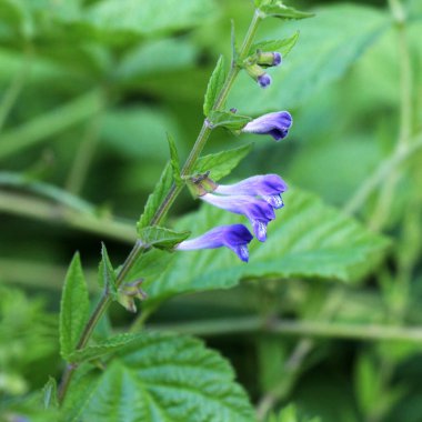 Scutellaria galericulata bitkisi vahşi doğada yetişir.