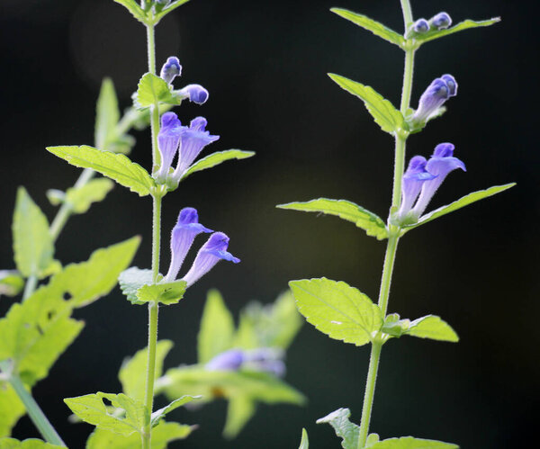 The valuable medicinal plant Scutellaria galericulata grows in the wild