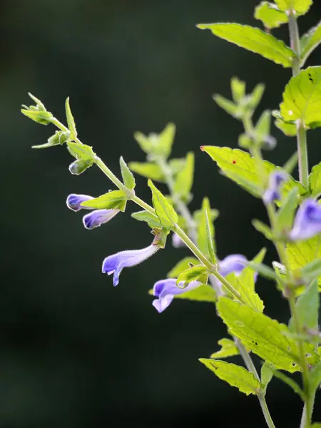 stock image The valuable medicinal plant Scutellaria galericulata grows in the wild