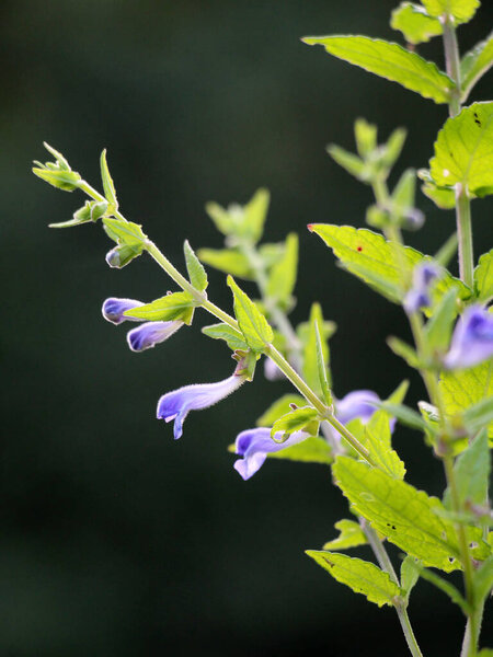 The valuable medicinal plant Scutellaria galericulata grows in the wild