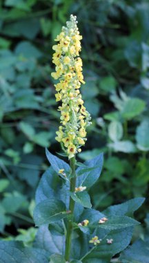 Vahşi doğada siyah mullein (Verbascum nigrum) çiçek açar