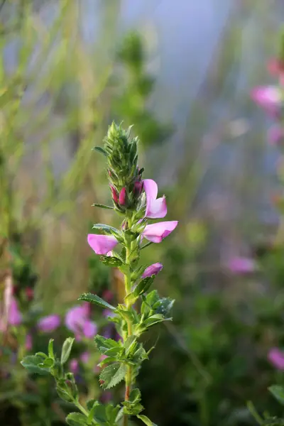 stock image In the wild, Ononis arvensis blooms in the meadow