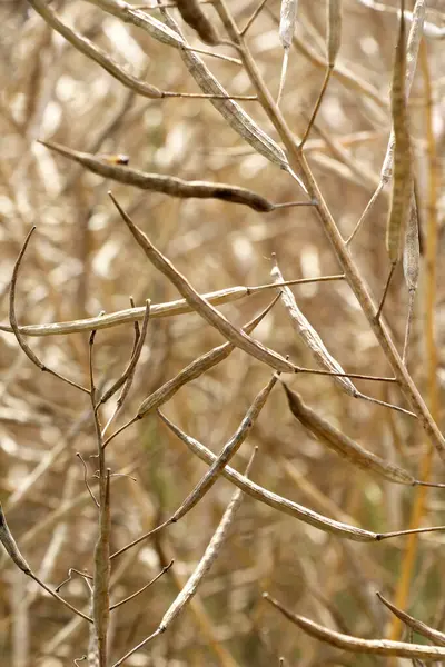 stock image In summer in the field on the plant ripen are pods winter crops of rapeseed