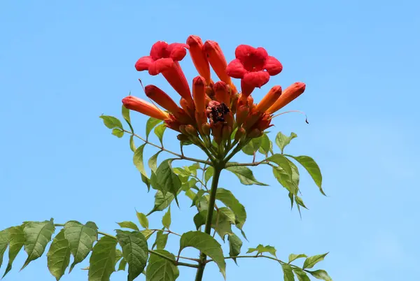 stock image Vine, an ornamental campsis plant grows in the garden