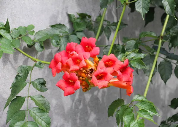 stock image Vine, an ornamental campsis plant grows in the garden