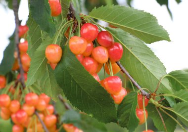 Bir ağaç dalında, olgun kırmızı çilekler tatlı kiraz (Prunus avium)