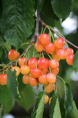 Bir ağaç dalında, olgun kırmızı çilekler tatlı kiraz (Prunus avium)