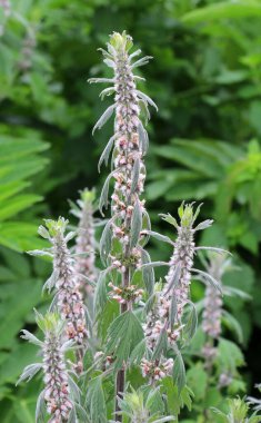 Otların arasındaki çayırlarda büyüyen ve açan köpek ısırgan otları beş ağızlıdır (Leonurus quinquelobatus)