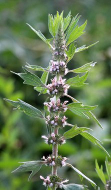 Otların arasındaki çayırlarda büyüyen ve açan köpek ısırgan otları beş ağızlıdır (Leonurus quinquelobatus)